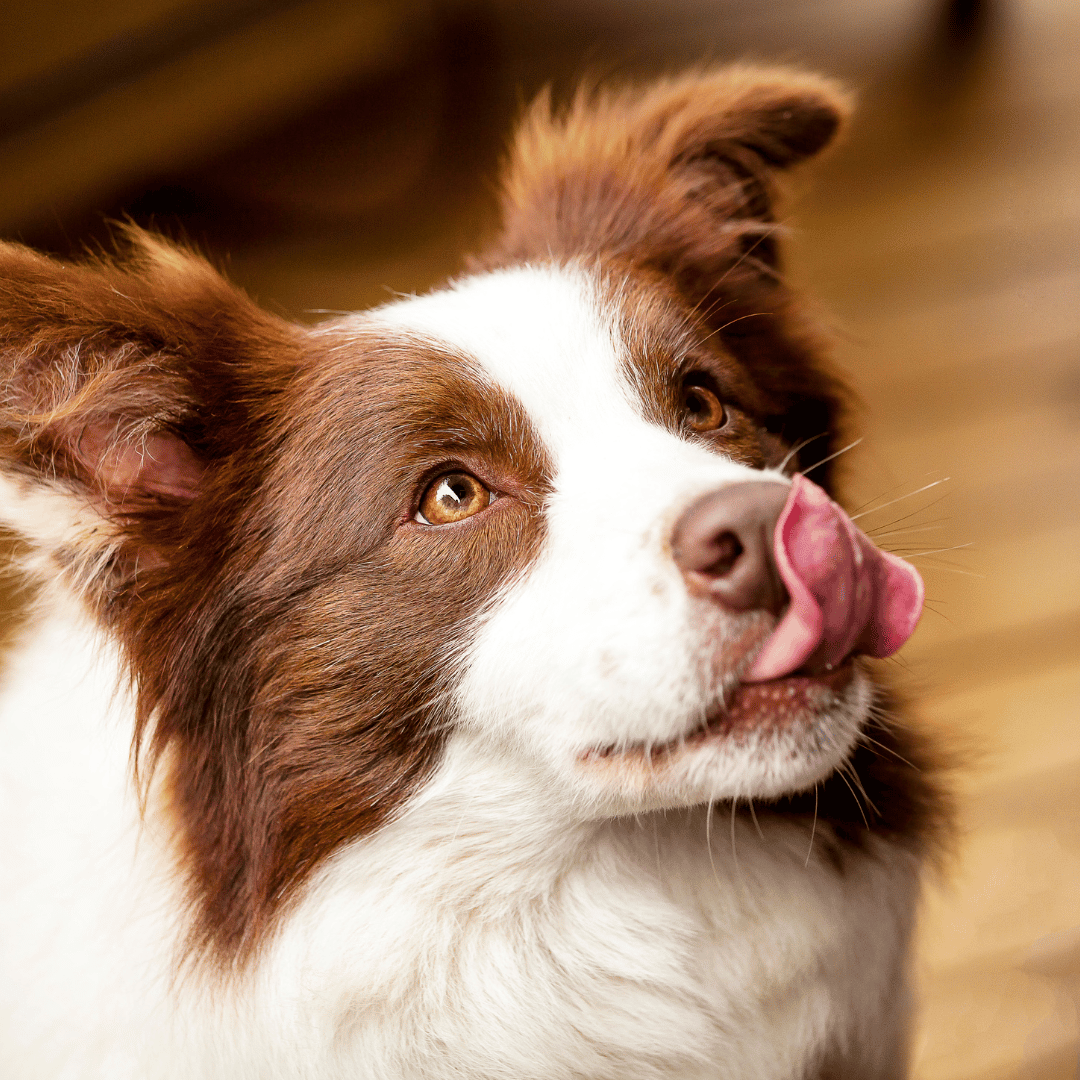 Cachorros border collie slides home (2)