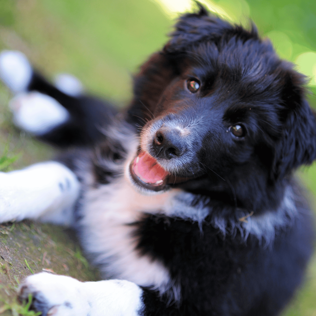 Cachorros border collie slides home (3)
