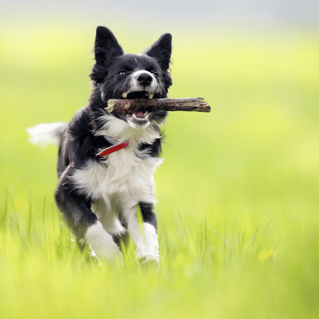 Cachorros border collie slides home (4)
