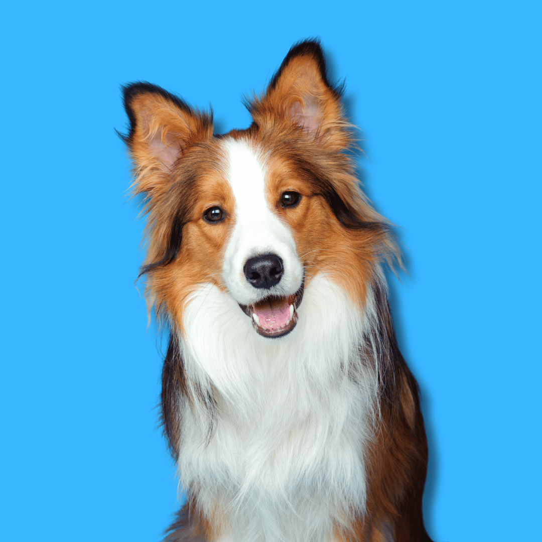 Cachorros border collie slides home (6)