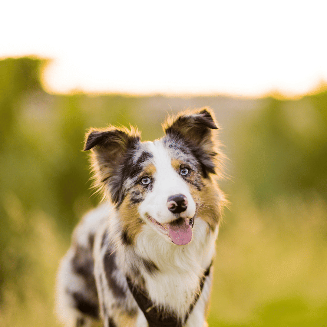 Cachorros border collie slides home (7)