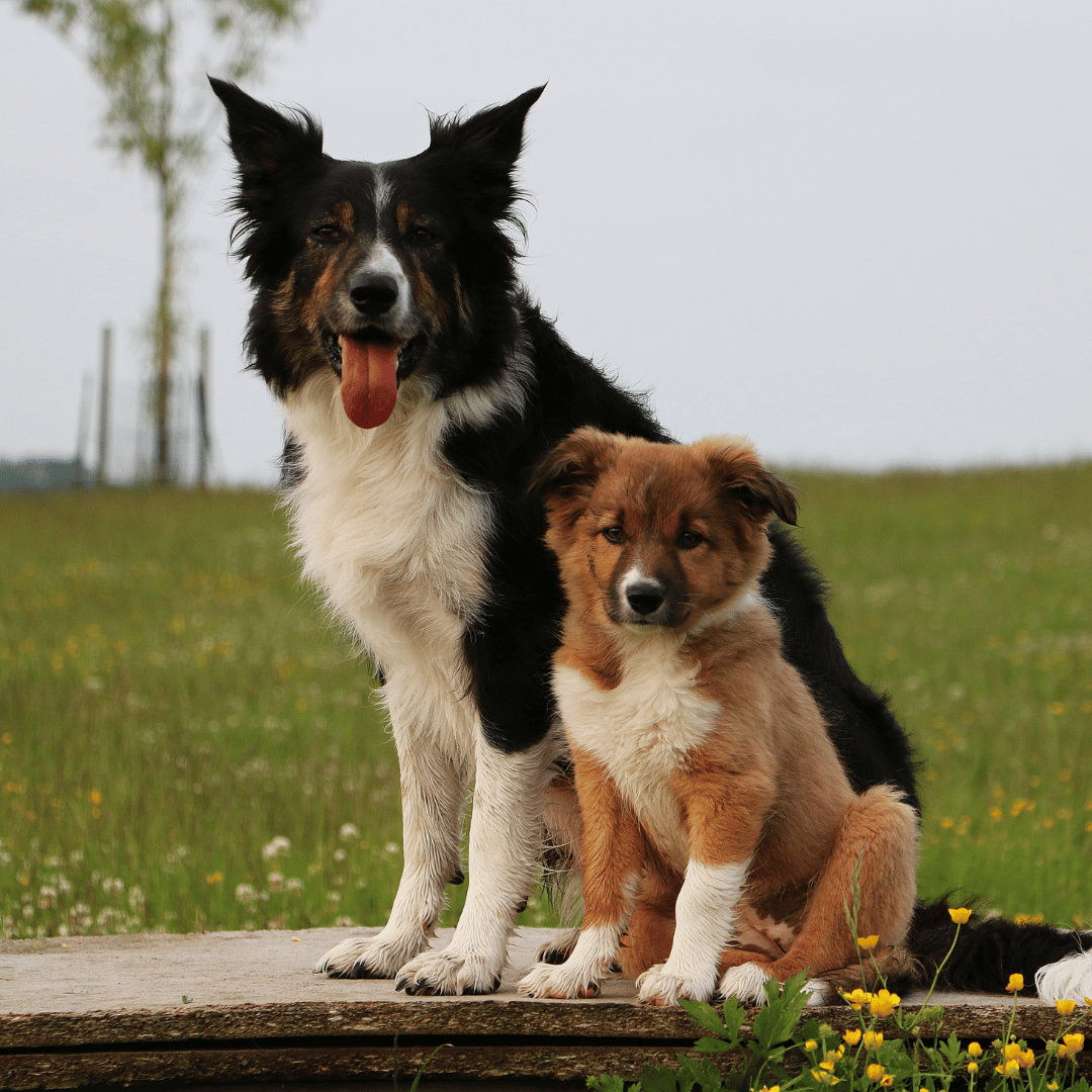 Cachorros border collie slides home (8)