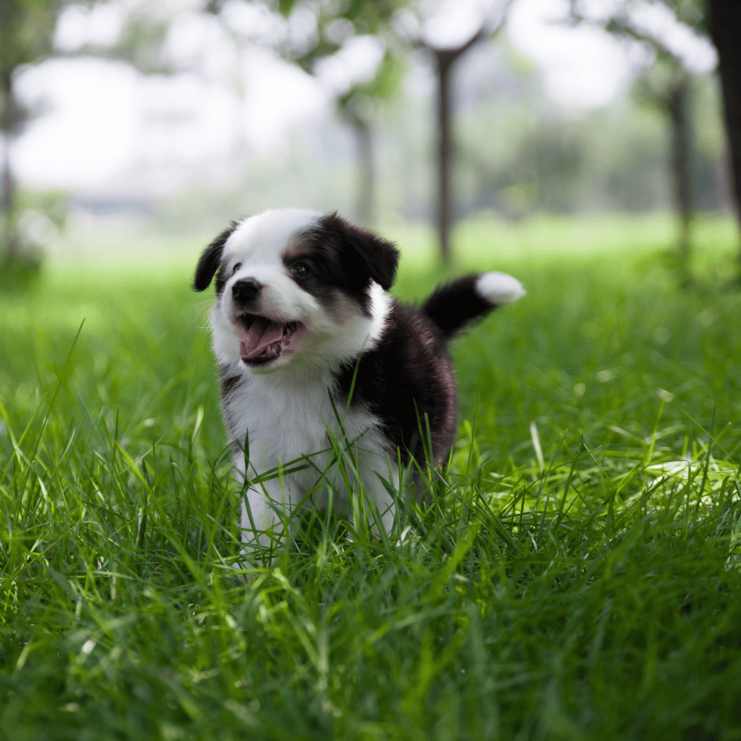 Cachorros border collie slides home