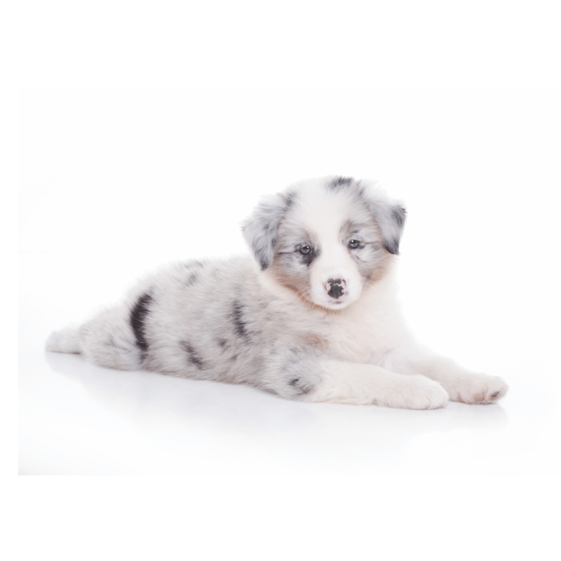 Border collie Blue Merle