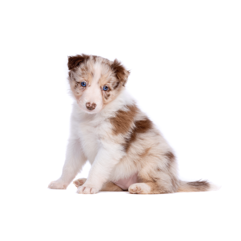 Border collie Red Merle