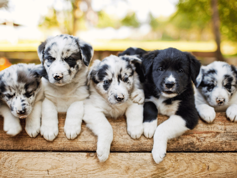 banner border collie chile 4
