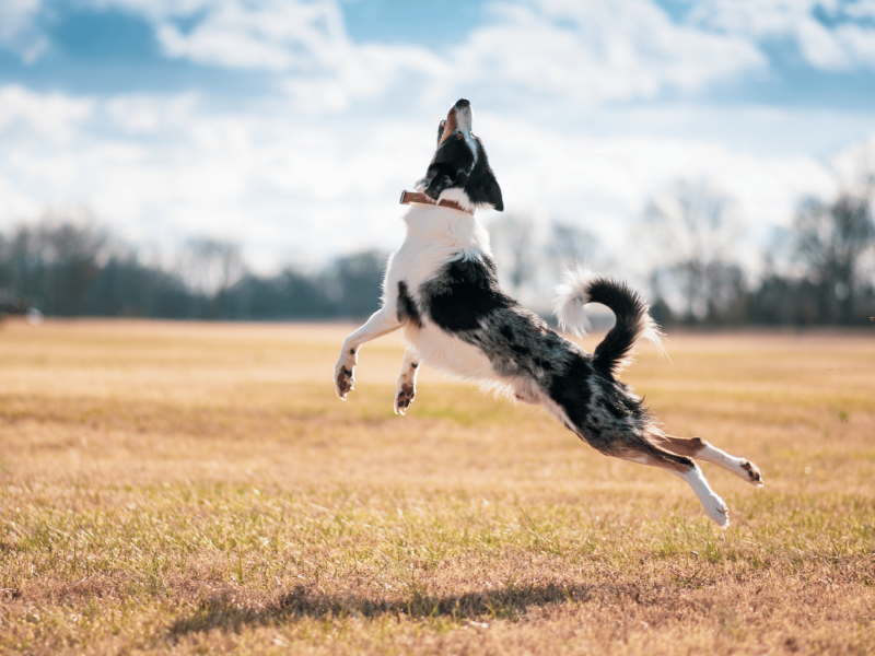 banner border collie chile 9