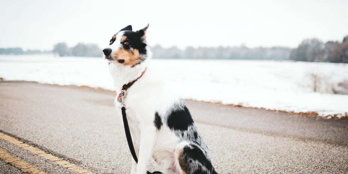 cachorros Border Collie Chile Galeria 16